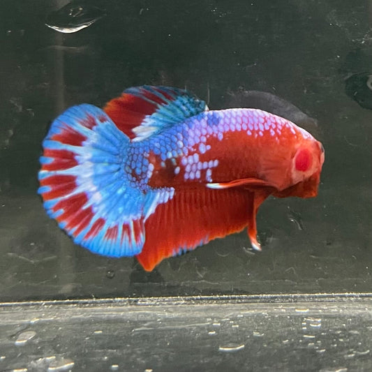 the-fish-farm Premium Male Betta Fancy Plakat Betta Male - One Only - 12 Buy this Premium Male Plakat Betta - One Only The Fish Farm Australia 