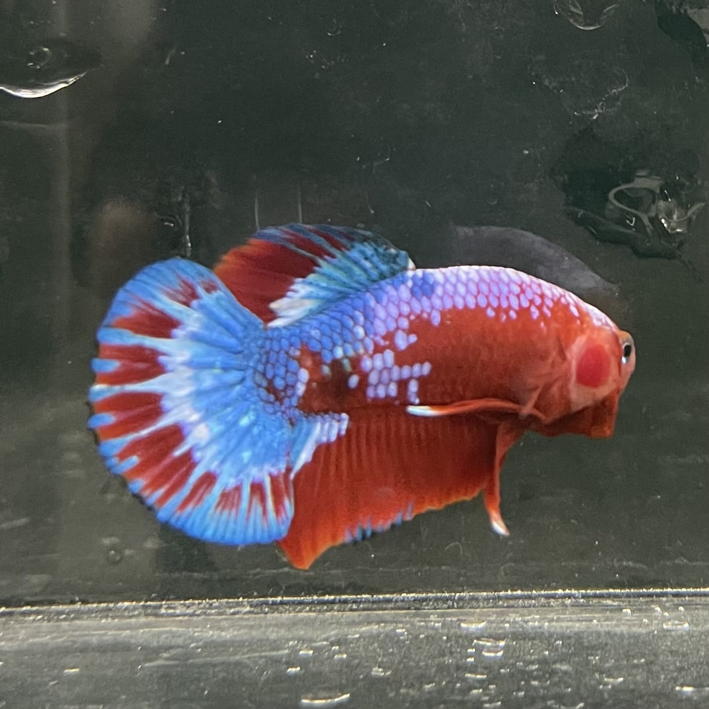 the-fish-farm Premium Male Betta Fancy Plakat Betta Male - One Only - 12 Buy this Premium Male Plakat Betta - One Only The Fish Farm Australia 