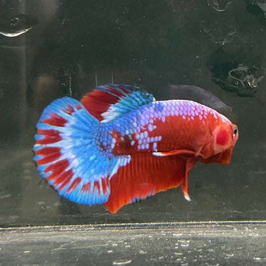 the-fish-farm Premium Male Betta Fancy Plakat Betta Male - One Only - 12 Buy this Premium Male Plakat Betta - One Only The Fish Farm Australia 
