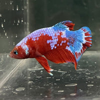the-fish-farm Premium Male Betta Fancy Plakat Betta Male - One Only - 12 Buy this Premium Male Plakat Betta - One Only The Fish Farm Australia 