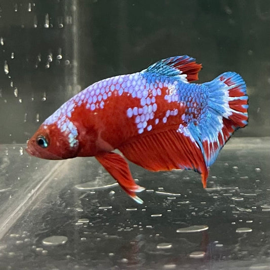 the-fish-farm Premium Male Betta Fancy Plakat Betta Male - One Only - 12 Buy this Premium Male Plakat Betta - One Only The Fish Farm Australia 