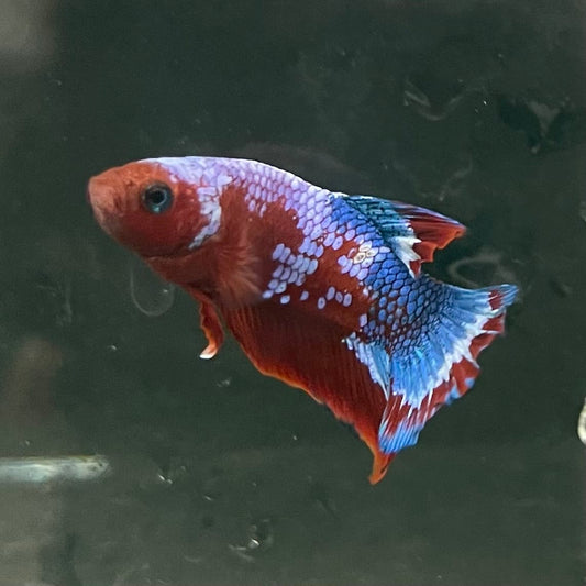 the-fish-farm Premium Male Betta Fancy Plakat Betta Male - One Only - 12 Buy this Premium Male Plakat Betta - One Only The Fish Farm Australia 