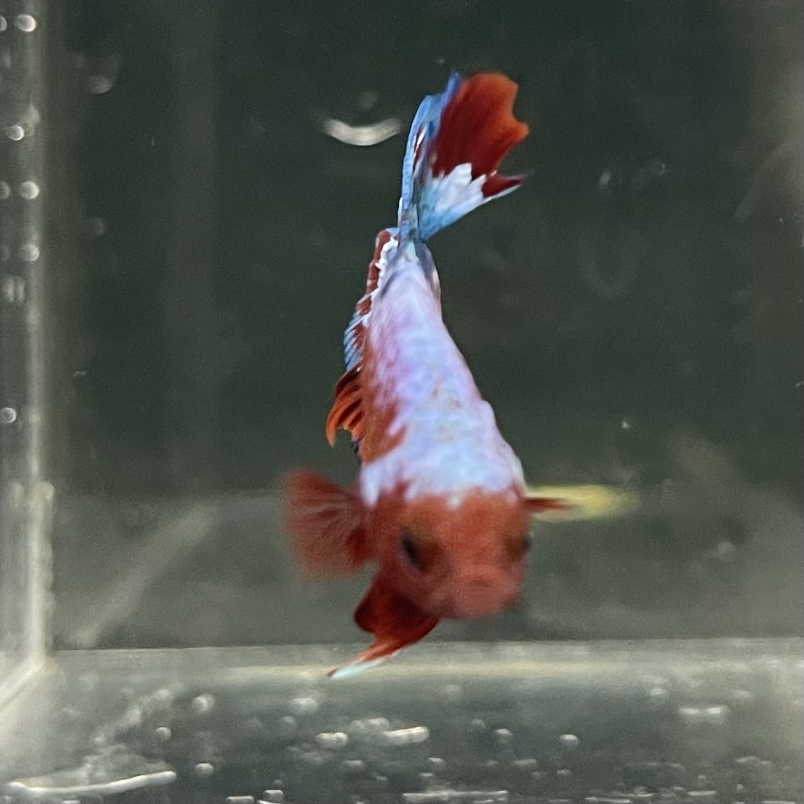 the-fish-farm Premium Male Betta Fancy Plakat Betta Male - One Only - 12 Buy this Premium Male Plakat Betta - One Only The Fish Farm Australia 