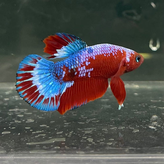 the-fish-farm Premium Male Betta Fancy Plakat Betta Male - One Only - 12 Buy this Premium Male Plakat Betta - One Only The Fish Farm Australia 