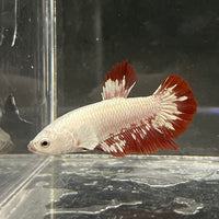 the-fish-farm Premium Male Betta Fancy Plakat Betta Male - One Only - 12 Buy this Premium Male Plakat Betta - One Only The Fish Farm Australia 