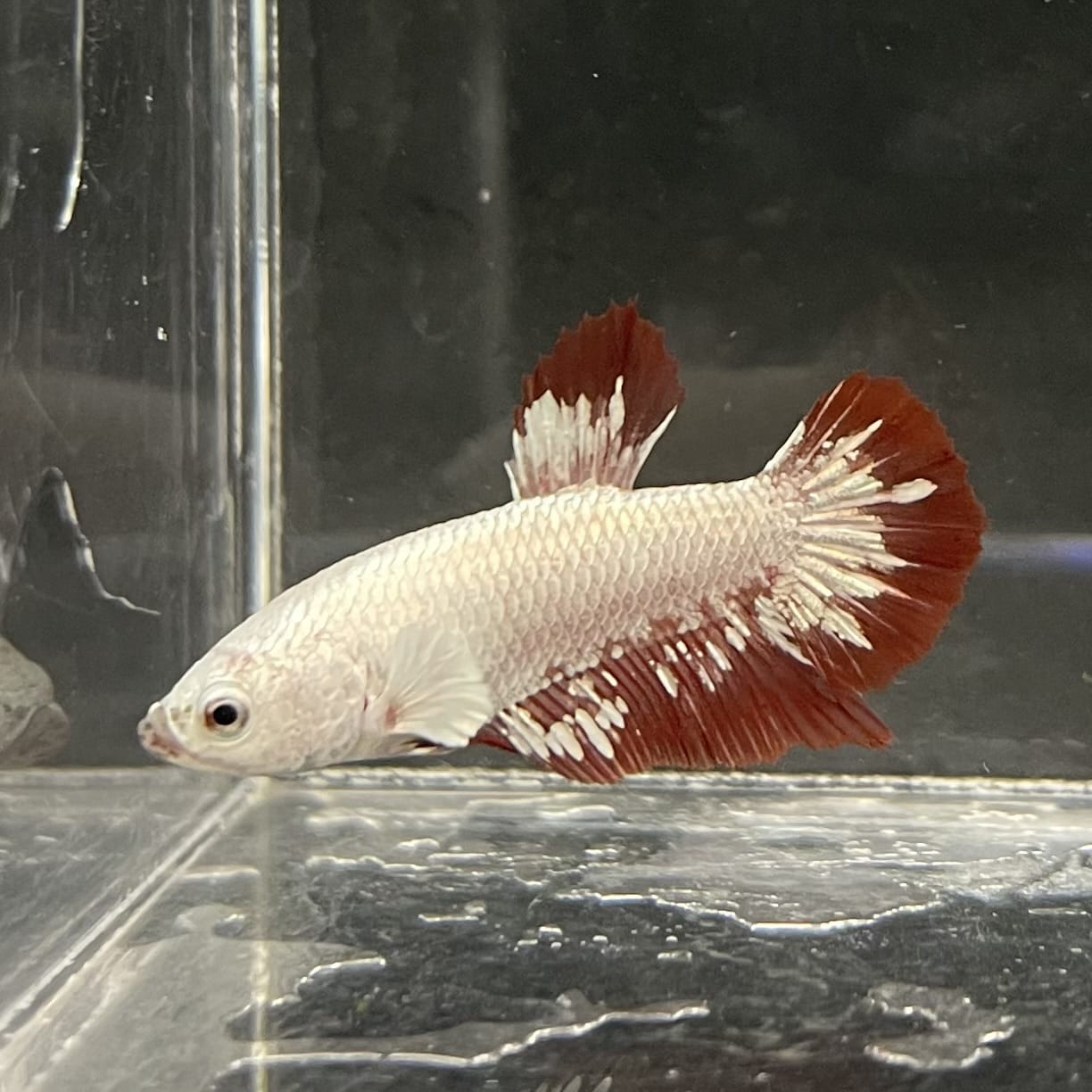 the-fish-farm Premium Male Betta Fancy Plakat Betta Male - One Only - 12 Buy this Premium Male Plakat Betta - One Only The Fish Farm Australia 