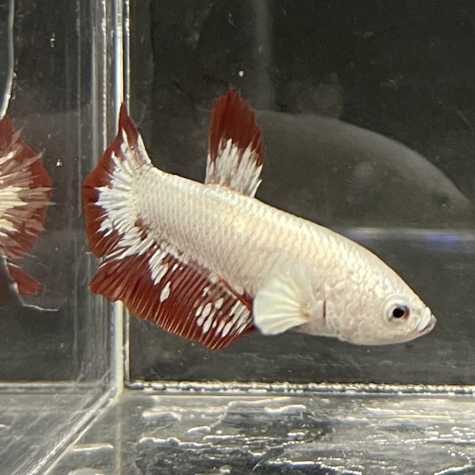 the-fish-farm Premium Male Betta Fancy Plakat Betta Male - One Only - 12 Buy this Premium Male Plakat Betta - One Only The Fish Farm Australia 