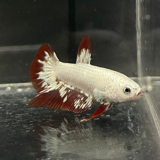 the-fish-farm Premium Male Betta Fancy Plakat Betta Male - One Only - 12 Buy this Premium Male Plakat Betta - One Only The Fish Farm Australia 