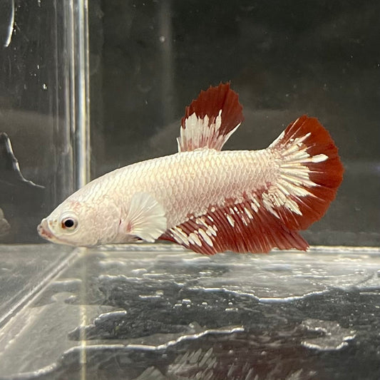 the-fish-farm Premium Male Betta Fancy Plakat Betta Male - One Only - 12 Buy this Premium Male Plakat Betta - One Only The Fish Farm Australia 