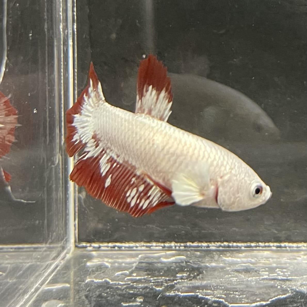 the-fish-farm Premium Male Betta Fancy Plakat Betta Male - One Only - 12 Buy this Premium Male Plakat Betta - One Only The Fish Farm Australia 