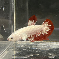 the-fish-farm Premium Male Betta Fancy Plakat Betta Male - One Only - 12 Buy this Premium Male Plakat Betta - One Only The Fish Farm Australia 