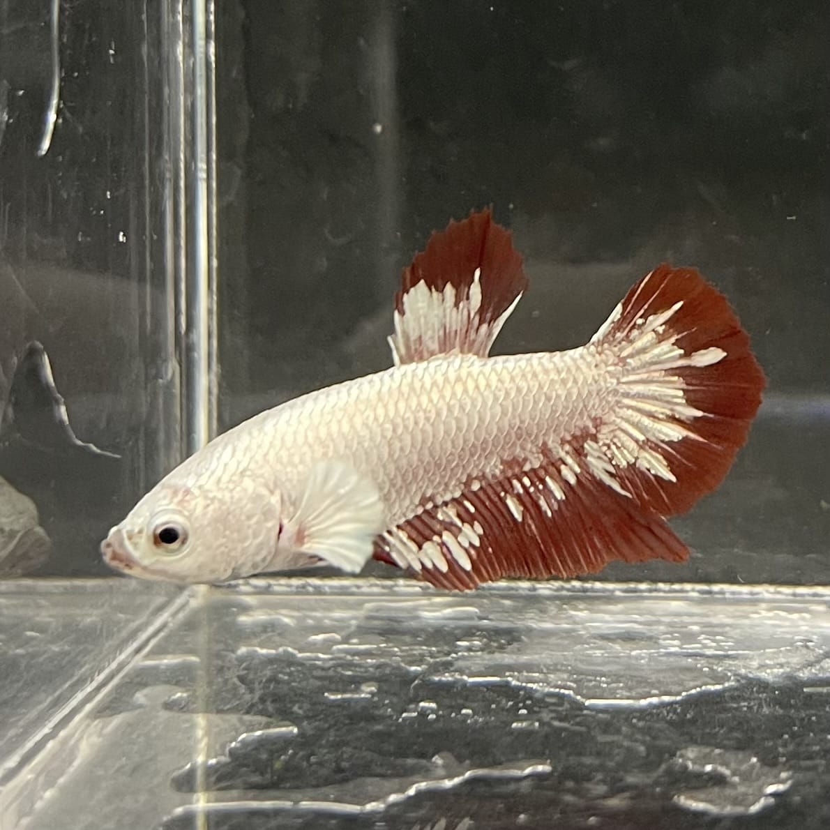 the-fish-farm Premium Male Betta Fancy Plakat Betta Male - One Only - 12 Buy this Premium Male Plakat Betta - One Only The Fish Farm Australia 