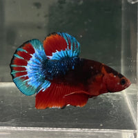 the-fish-farm Premium Male Betta Fancy Plakat Betta Male - One Only - 13 Buy this Premium Male Plakat Betta - One Only The Fish Farm Australia 