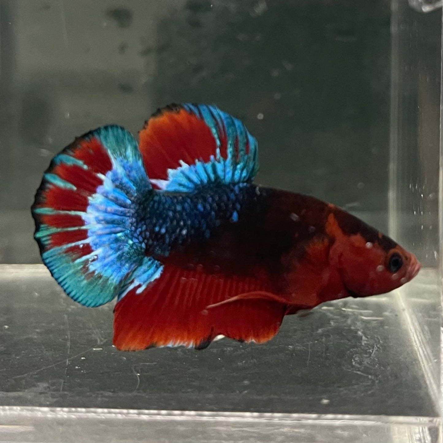 the-fish-farm Premium Male Betta Fancy Plakat Betta Male - One Only - 13 Buy this Premium Male Plakat Betta - One Only The Fish Farm Australia 