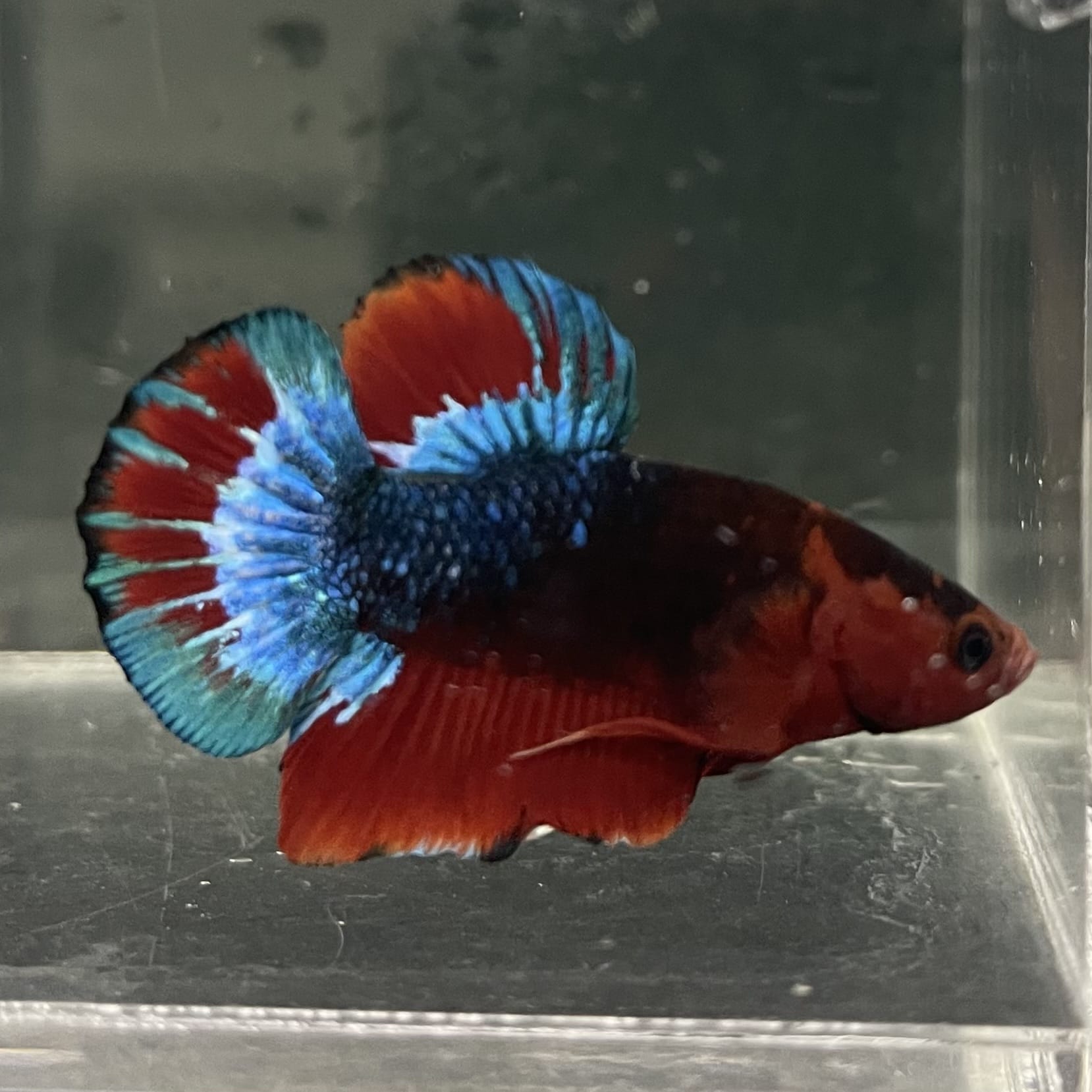 the-fish-farm Premium Male Betta Fancy Plakat Betta Male - One Only - 13 Buy this Premium Male Plakat Betta - One Only The Fish Farm Australia 