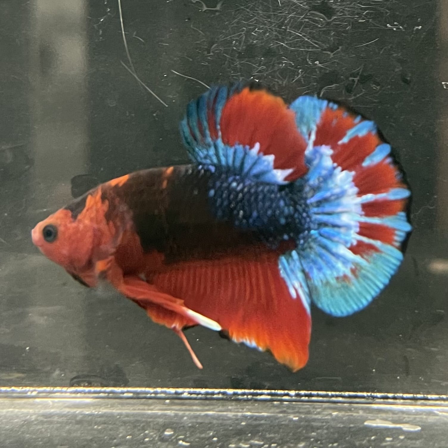 the-fish-farm Premium Male Betta Fancy Plakat Betta Male - One Only - 13 Buy this Premium Male Plakat Betta - One Only The Fish Farm Australia 
