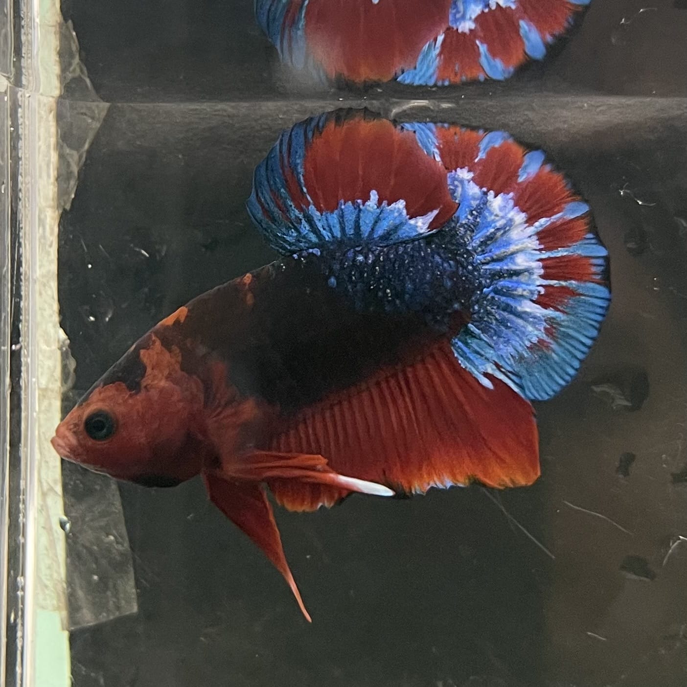 the-fish-farm Premium Male Betta Fancy Plakat Betta Male - One Only - 13 Buy this Premium Male Plakat Betta - One Only The Fish Farm Australia 