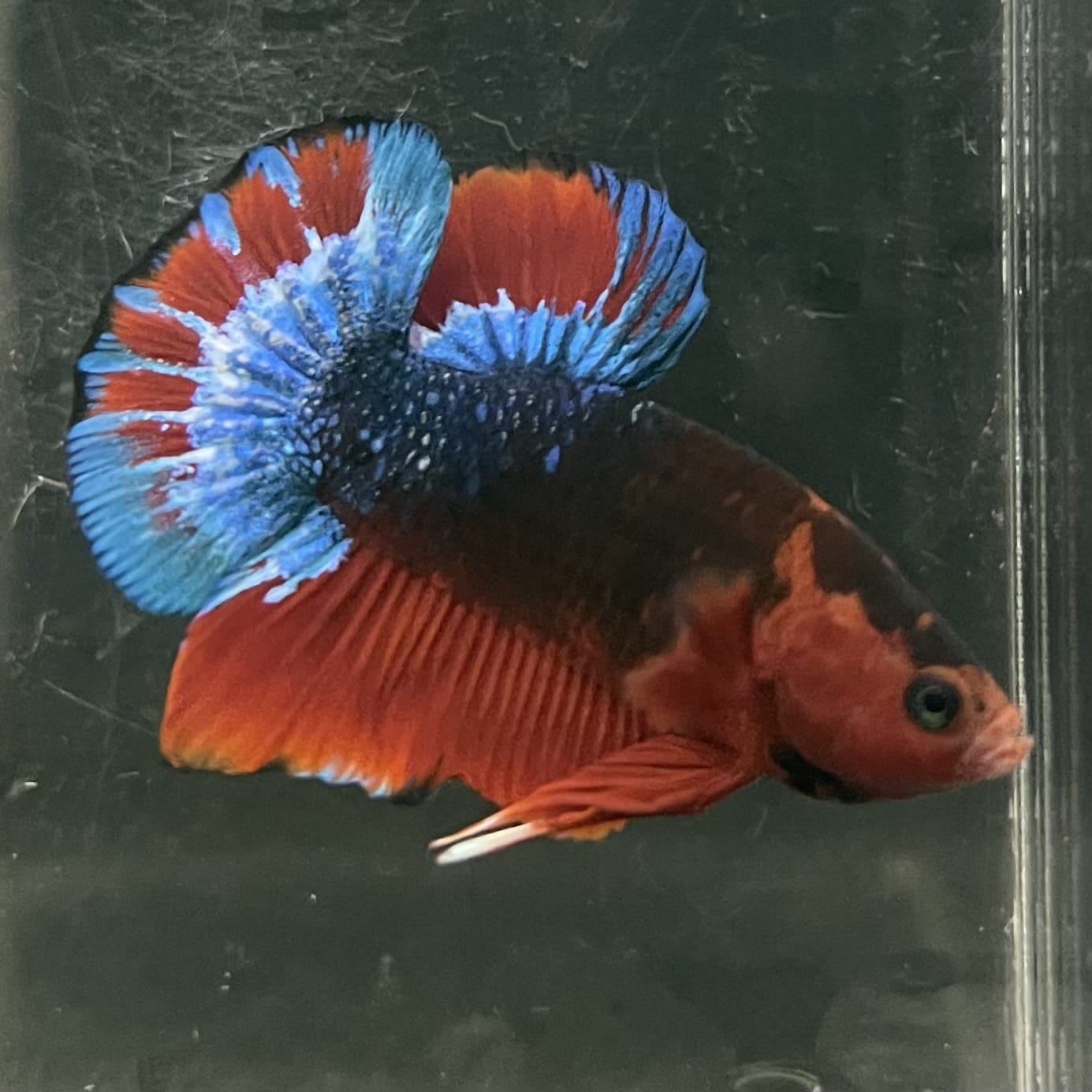 the-fish-farm Premium Male Betta Fancy Plakat Betta Male - One Only - 13 Buy this Premium Male Plakat Betta - One Only The Fish Farm Australia 