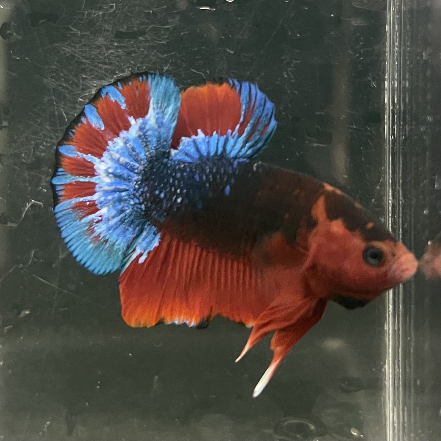 the-fish-farm Premium Male Betta Fancy Plakat Betta Male - One Only - 13 Buy this Premium Male Plakat Betta - One Only The Fish Farm Australia 