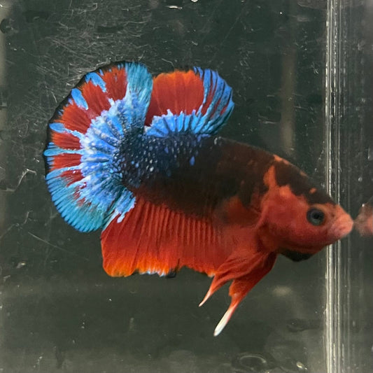 the-fish-farm Premium Male Betta Fancy Plakat Betta Male - One Only - 13 Buy this Premium Male Plakat Betta - One Only The Fish Farm Australia 