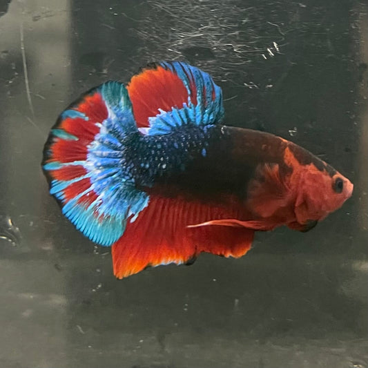 the-fish-farm Premium Male Betta Fancy Plakat Betta Male - One Only - 13 Buy this Premium Male Plakat Betta - One Only The Fish Farm Australia 