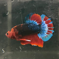 the-fish-farm Premium Male Betta Fancy Plakat Betta Male - One Only - 13 Buy this Premium Male Plakat Betta - One Only The Fish Farm Australia 