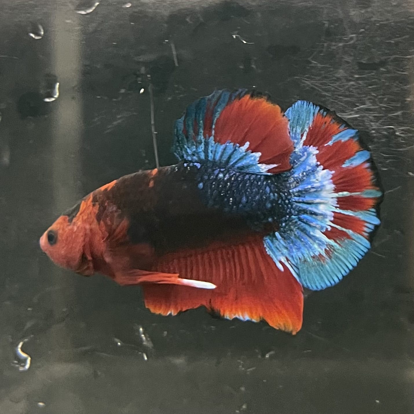the-fish-farm Premium Male Betta Fancy Plakat Betta Male - One Only - 13 Buy this Premium Male Plakat Betta - One Only The Fish Farm Australia 