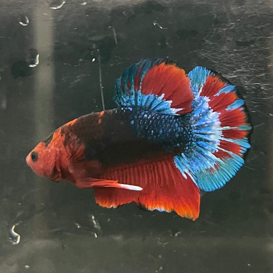 the-fish-farm Premium Male Betta Fancy Plakat Betta Male - One Only - 13 Buy this Premium Male Plakat Betta - One Only The Fish Farm Australia 
