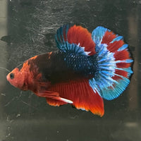 the-fish-farm Premium Male Betta Fancy Plakat Betta Male - One Only - 13 Buy this Premium Male Plakat Betta - One Only The Fish Farm Australia 