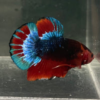 the-fish-farm Premium Male Betta Fancy Plakat Betta Male - One Only - 13 Buy this Premium Male Plakat Betta - One Only The Fish Farm Australia 