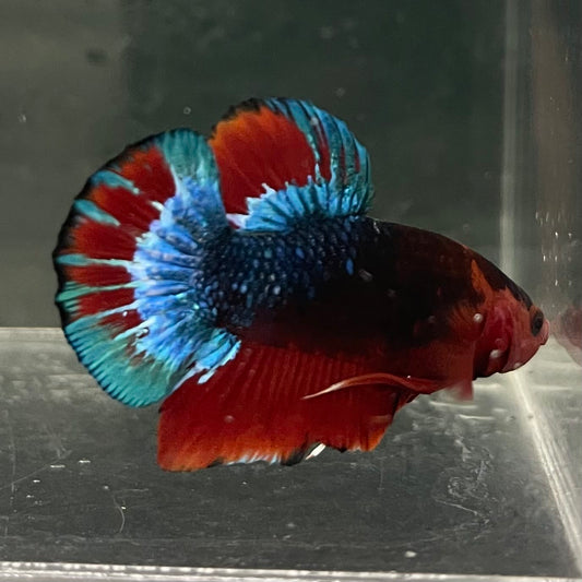 the-fish-farm Premium Male Betta Fancy Plakat Betta Male - One Only - 13 Buy this Premium Male Plakat Betta - One Only The Fish Farm Australia 