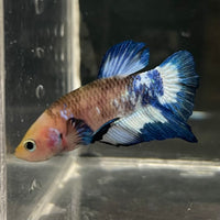 the-fish-farm Premium Male Betta Fancy Plakat Betta Male - One Only - 13 Buy this Premium Male Plakat Betta - One Only The Fish Farm Australia 