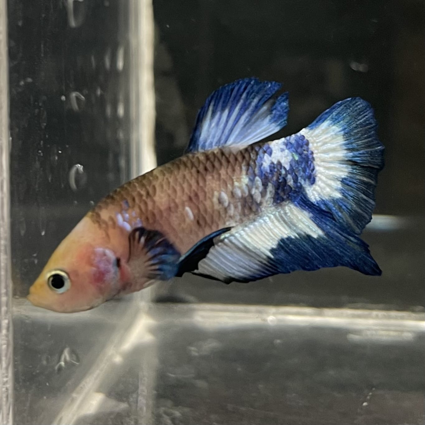 the-fish-farm Premium Male Betta Fancy Plakat Betta Male - One Only - 13 Buy this Premium Male Plakat Betta - One Only The Fish Farm Australia 