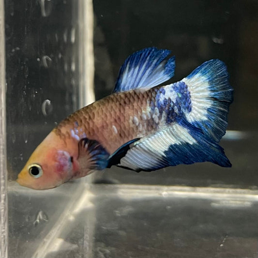 the-fish-farm Premium Male Betta Fancy Plakat Betta Male - One Only - 13 Buy this Premium Male Plakat Betta - One Only The Fish Farm Australia 