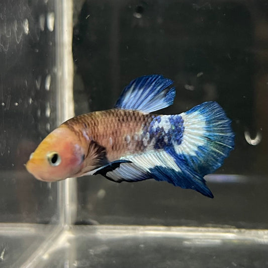the-fish-farm Premium Male Betta Fancy Plakat Betta Male - One Only - 13 Buy this Premium Male Plakat Betta - One Only The Fish Farm Australia 