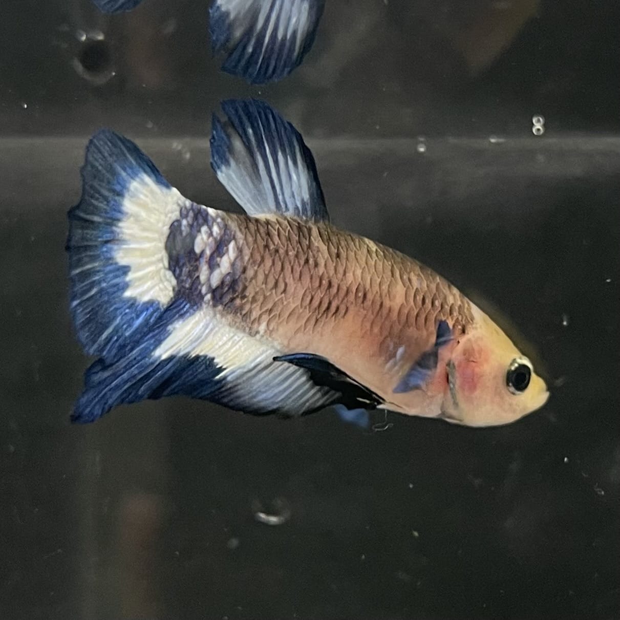 the-fish-farm Premium Male Betta Fancy Plakat Betta Male - One Only - 13 Buy this Premium Male Plakat Betta - One Only The Fish Farm Australia 
