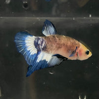 the-fish-farm Premium Male Betta Fancy Plakat Betta Male - One Only - 13 Buy this Premium Male Plakat Betta - One Only The Fish Farm Australia 