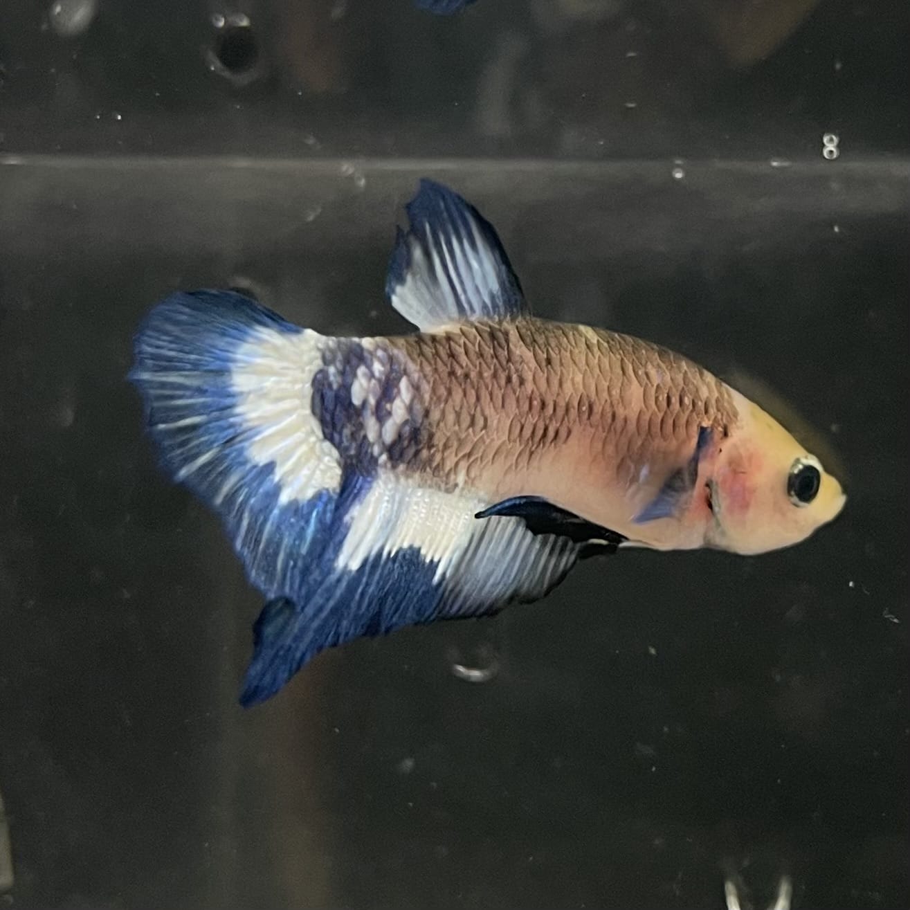 the-fish-farm Premium Male Betta Fancy Plakat Betta Male - One Only - 13 Buy this Premium Male Plakat Betta - One Only The Fish Farm Australia 