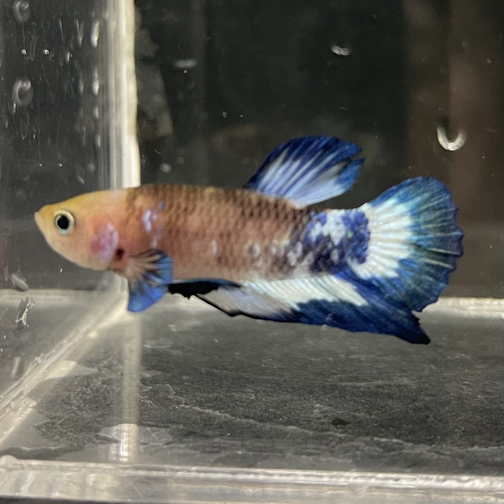 the-fish-farm Premium Male Betta Fancy Plakat Betta Male - One Only - 13 Buy this Premium Male Plakat Betta - One Only The Fish Farm Australia 