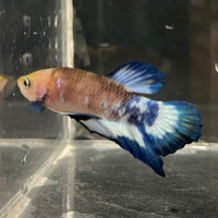 the-fish-farm Premium Male Betta Fancy Plakat Betta Male - One Only - 13 Buy this Premium Male Plakat Betta - One Only The Fish Farm Australia 