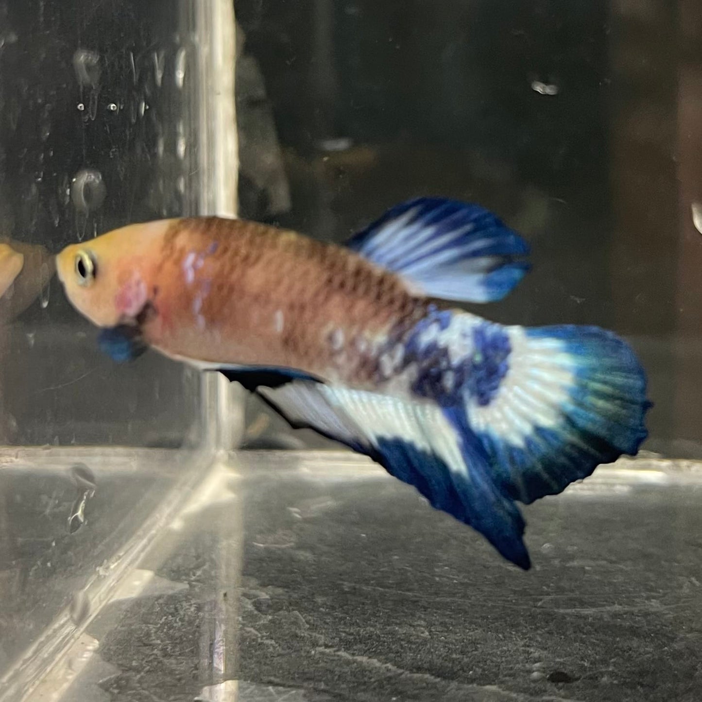 the-fish-farm Premium Male Betta Fancy Plakat Betta Male - One Only - 13 Buy this Premium Male Plakat Betta - One Only The Fish Farm Australia 