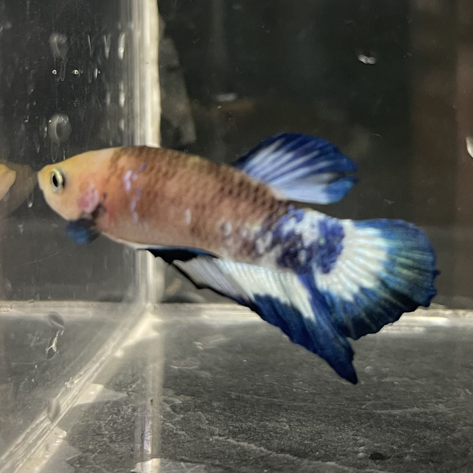 the-fish-farm Premium Male Betta Fancy Plakat Betta Male - One Only - 13 Buy this Premium Male Plakat Betta - One Only The Fish Farm Australia 