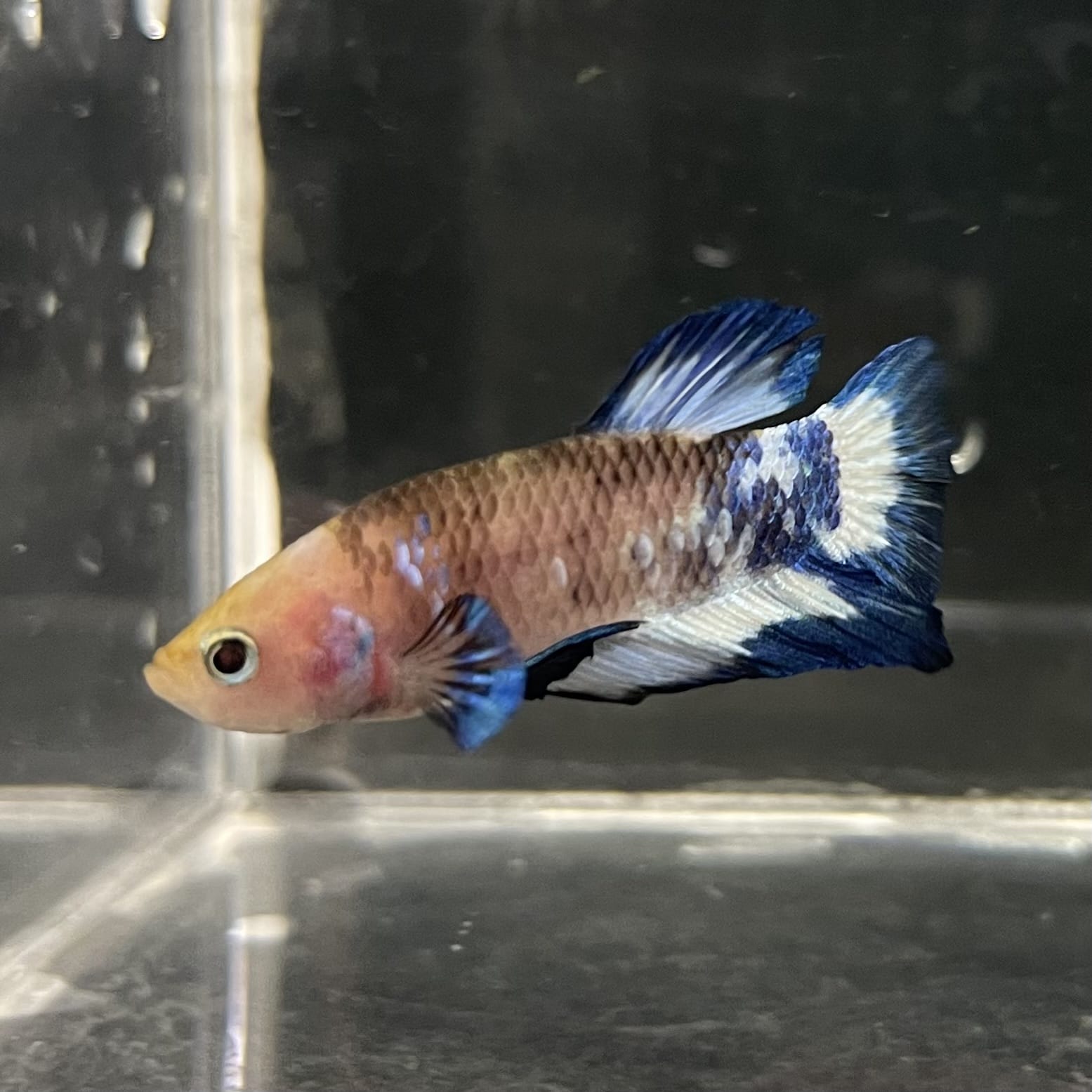 the-fish-farm Premium Male Betta Fancy Plakat Betta Male - One Only - 13 Buy this Premium Male Plakat Betta - One Only The Fish Farm Australia 