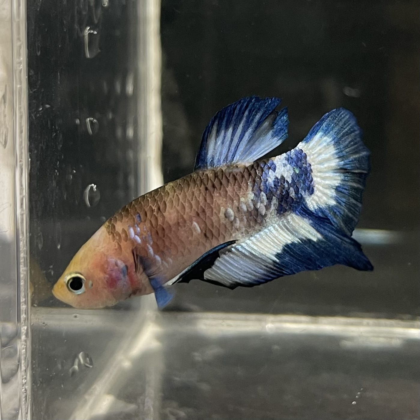 the-fish-farm Premium Male Betta Fancy Plakat Betta Male - One Only - 13 Buy this Premium Male Plakat Betta - One Only The Fish Farm Australia 