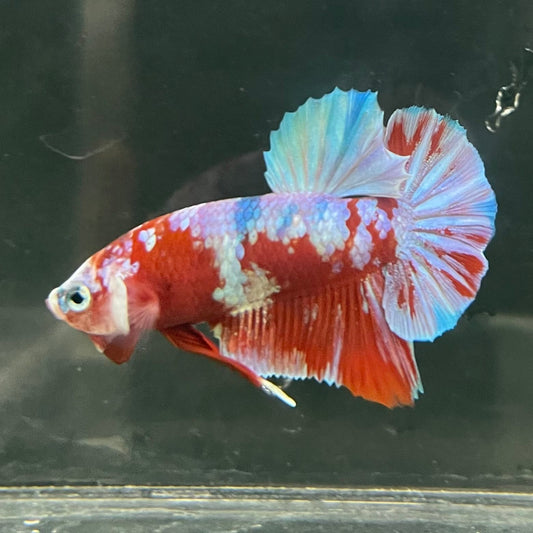 the-fish-farm Premium Male Betta Fancy Plakat Betta Male - One Only - 14 Buy this Premium Male Plakat Betta - One Only The Fish Farm Australia 