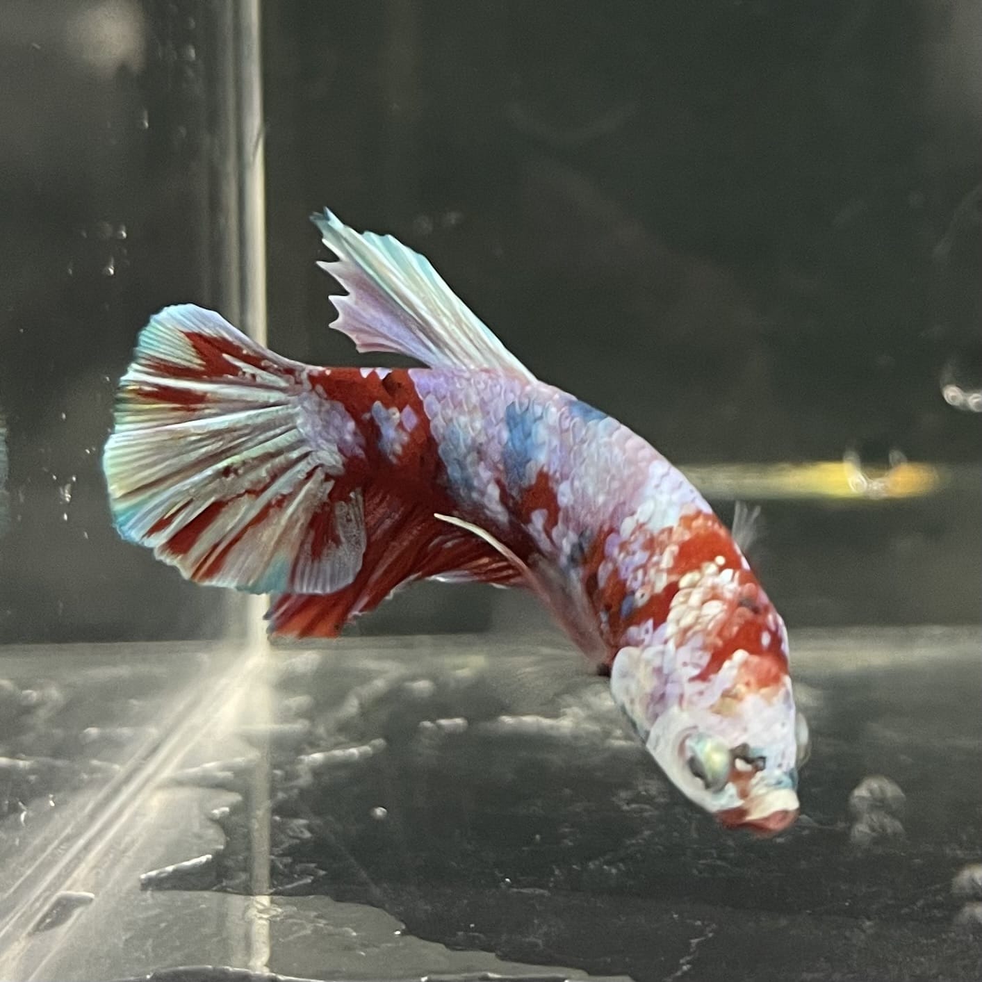 the-fish-farm Premium Male Betta Fancy Plakat Betta Male - One Only - 14 Buy this Premium Male Plakat Betta - One Only The Fish Farm Australia 