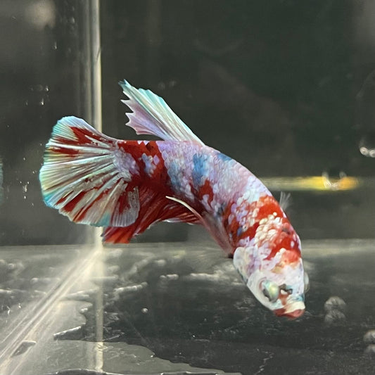 the-fish-farm Premium Male Betta Fancy Plakat Betta Male - One Only - 14 Buy this Premium Male Plakat Betta - One Only The Fish Farm Australia 