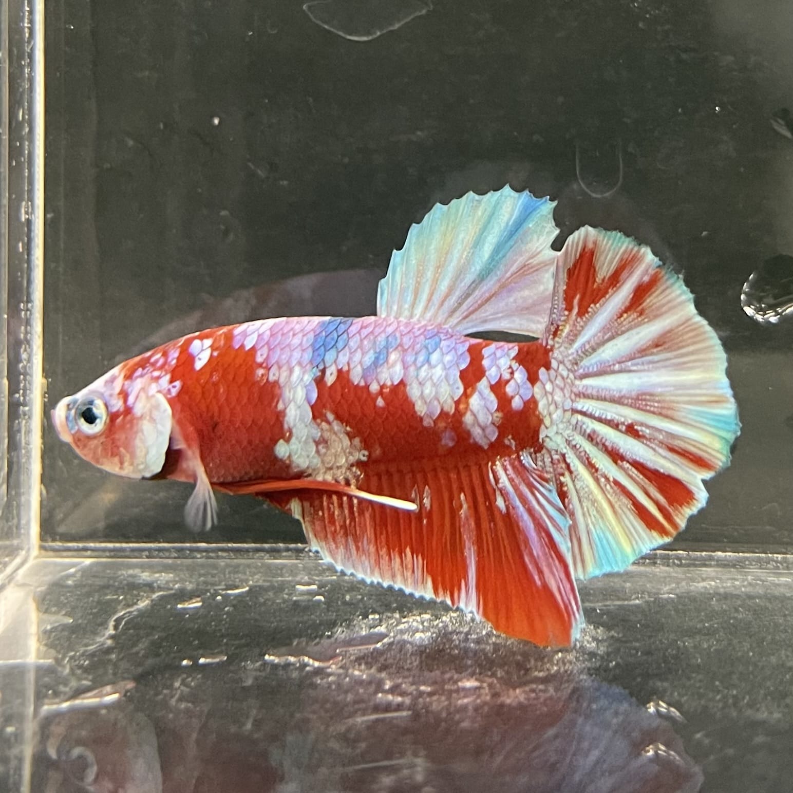 the-fish-farm Premium Male Betta Fancy Plakat Betta Male - One Only - 14 Buy this Premium Male Plakat Betta - One Only The Fish Farm Australia 