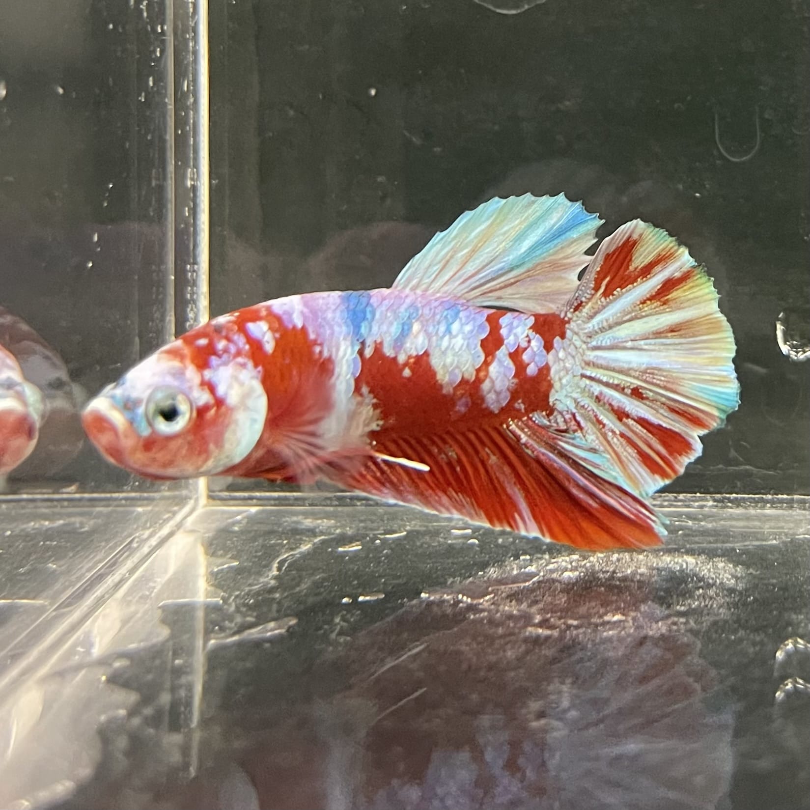 the-fish-farm Premium Male Betta Fancy Plakat Betta Male - One Only - 14 Buy this Premium Male Plakat Betta - One Only The Fish Farm Australia 