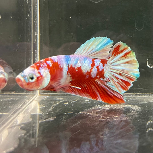 the-fish-farm Premium Male Betta Fancy Plakat Betta Male - One Only - 14 Buy this Premium Male Plakat Betta - One Only The Fish Farm Australia 